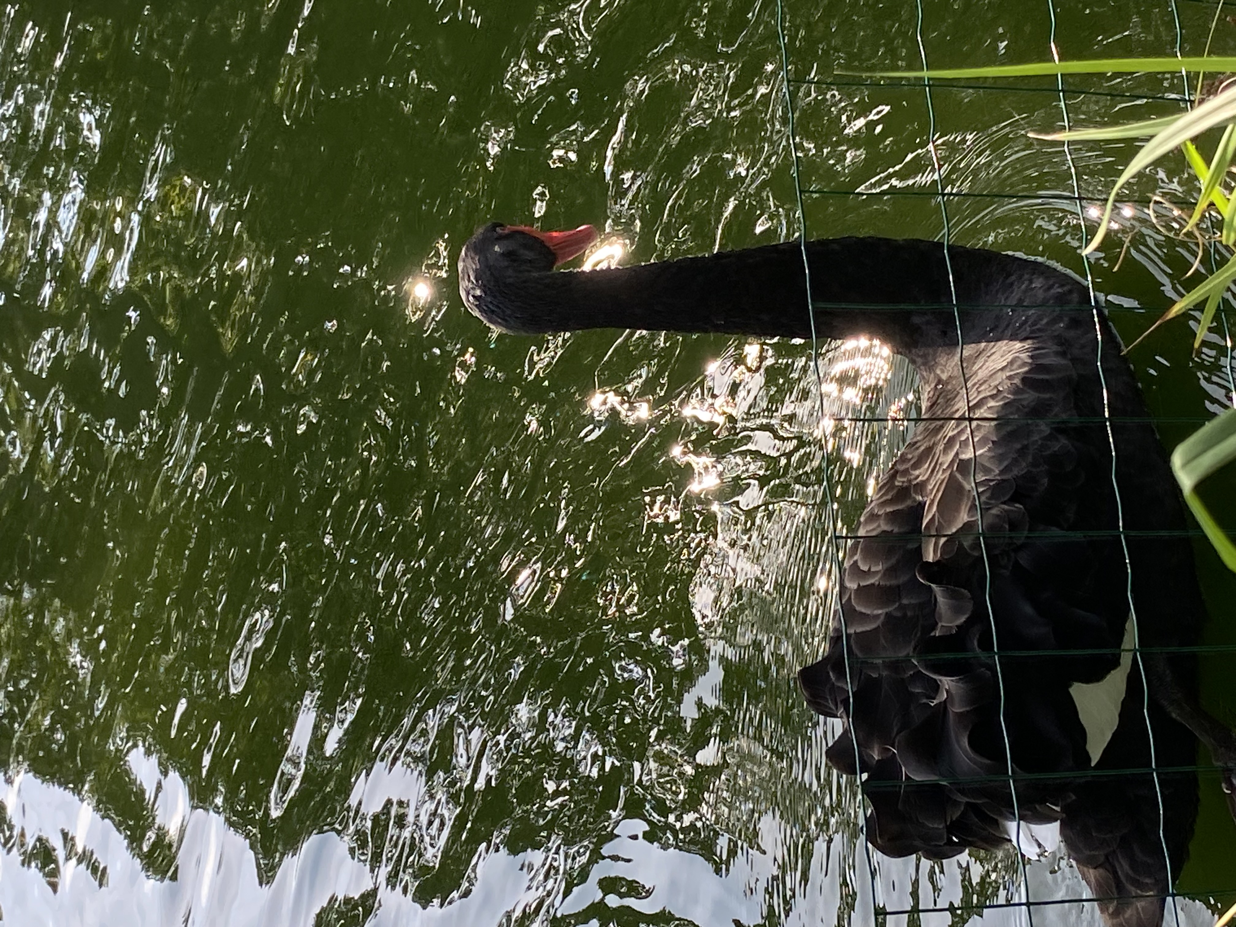 Swan